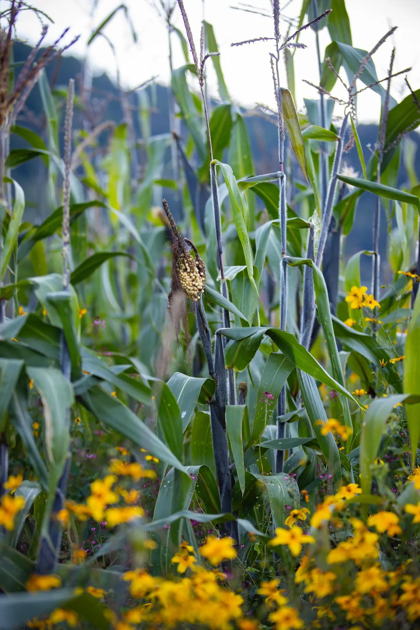F12_FONDOPAZ_1025_CAMARONI_11