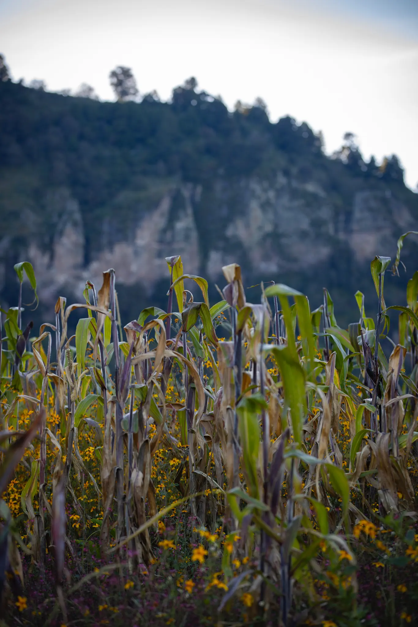 F12_FONDOPAZ_1025_CAMARONI_14