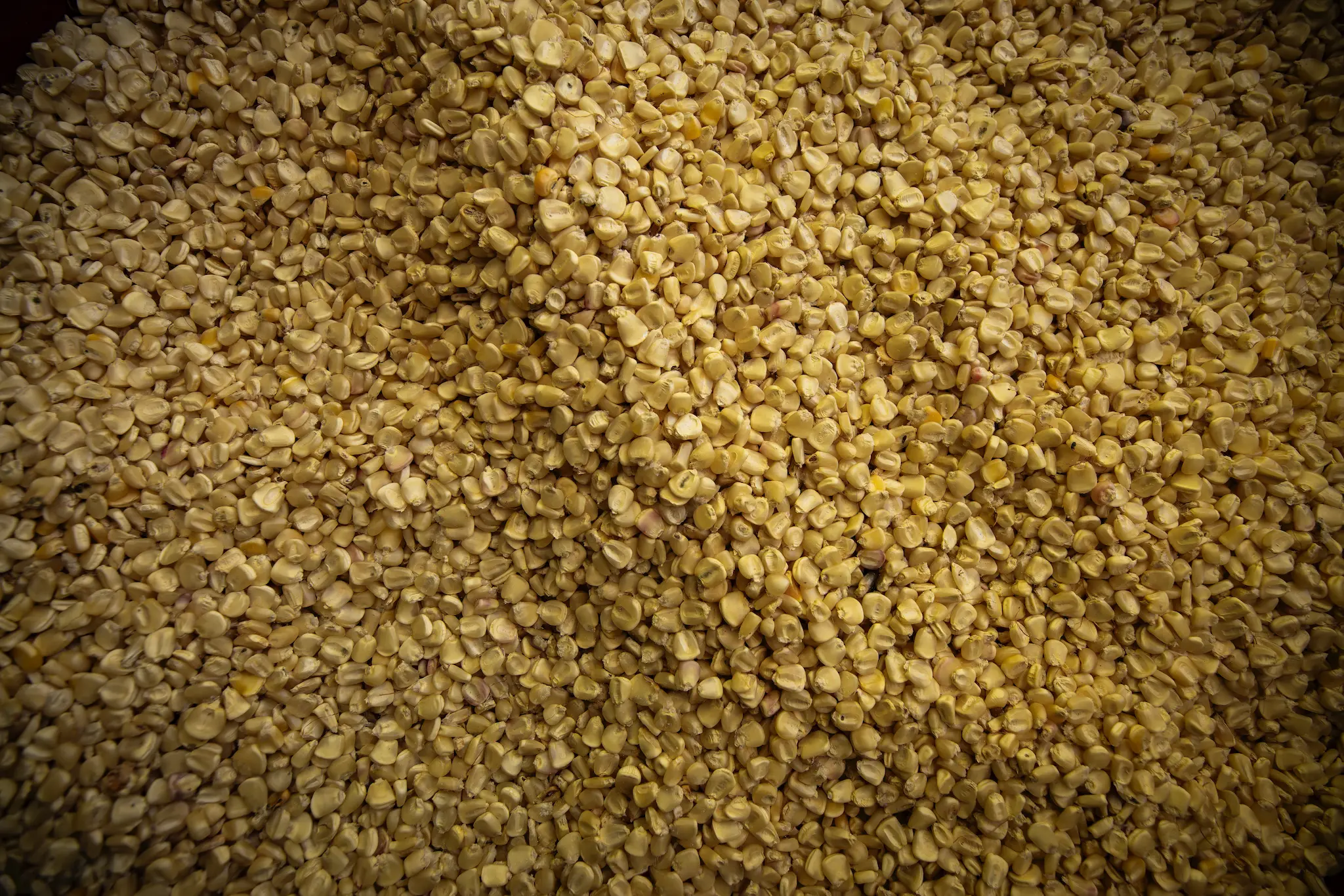 F12_FONDOPAZ_1025_CAMARONI_194