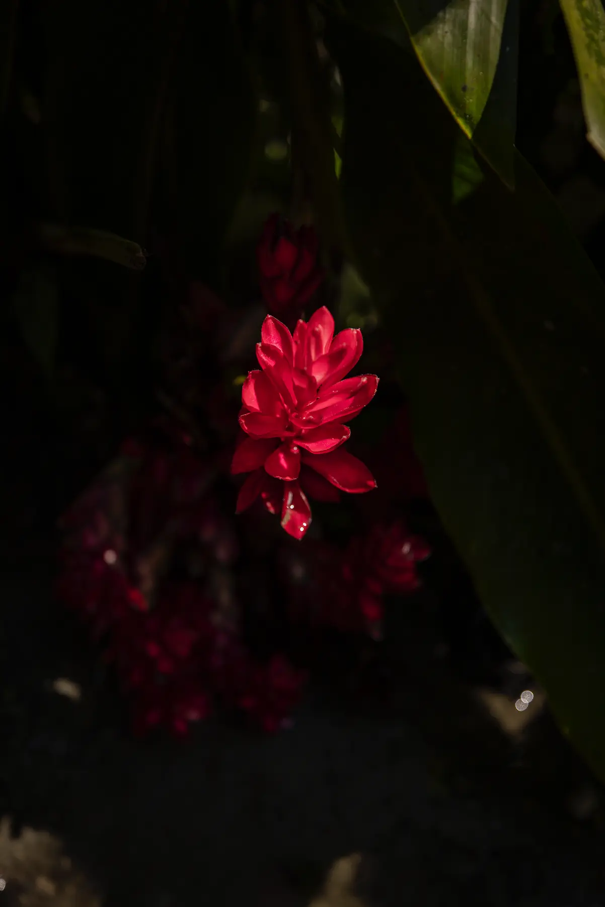 F12_FONDOPAZ_1025_CAMARONI_200